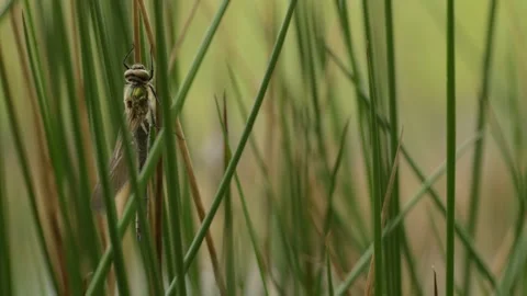 Dragonfly between rushes; Germany Stock Footage 264388482