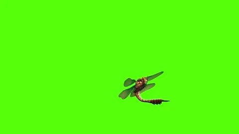 Dragonfly Bite Green Screen Animation 4K Rendering Stock Footage 278137786