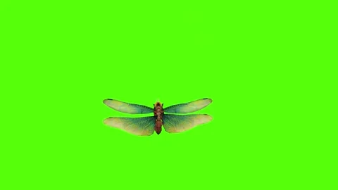 Dragonfly Bite Green Screen Animation 4K Rendering Stockbeeldmateriaal 278137789