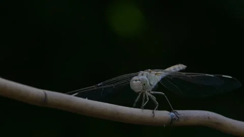 Dragonfly black background Stock Footage 247042171