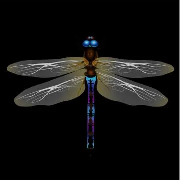 Dragonfly on black background Stock Illustration