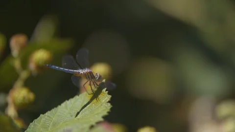 Dragonfly on a Blackberry Leaf Stock Footage 91879135