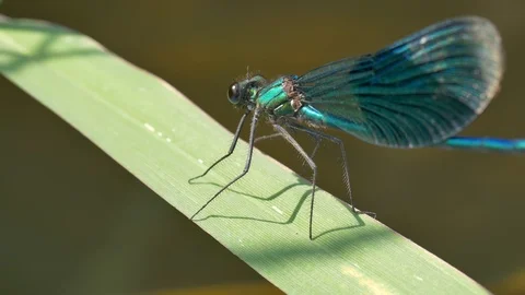Dragonfly on the blade of grass closeup footage. Stock Footage 116377301