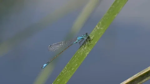 Dragonfly on the blade of grass closeup footage. 스톡 동영상 116377764