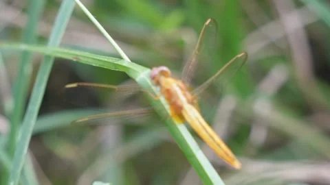 A dragonfly on a blade of grass Stock Footage 316238989