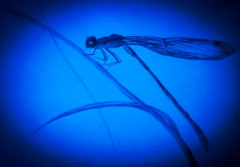 Dragonfly on a blade of grass Stock Illustration