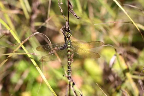 Dragonfly on a blade of grass Stock Photos