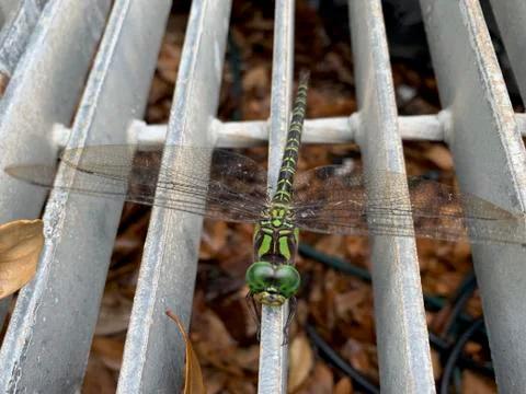 Dragonfly on a blade of grass Stock Photos