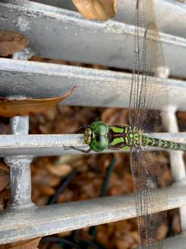 Dragonfly on a blade of grass Stock Photos