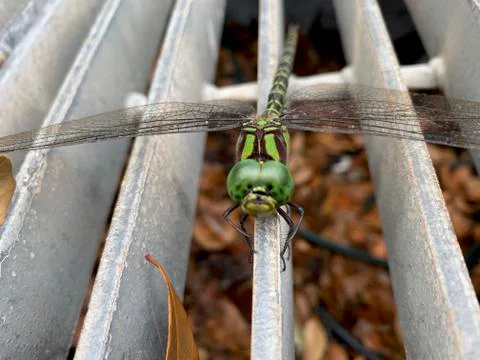 Dragonfly on a blade of grass Stock Photos