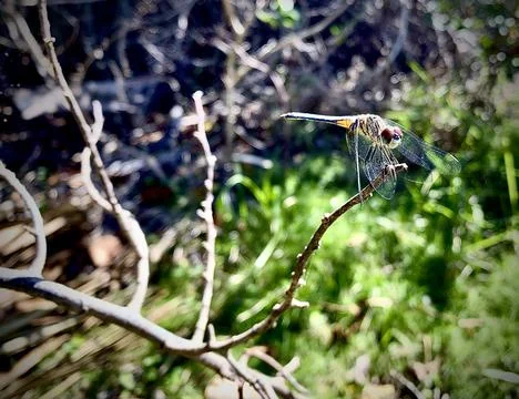 Dragonfly on a blade of grass Stock Photos
