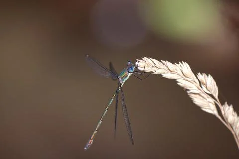 Dragonfly on a Blade of grass Stock Photos