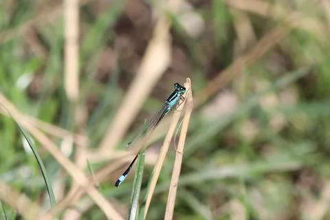 Dragonfly on a blade of grass Stock Photos