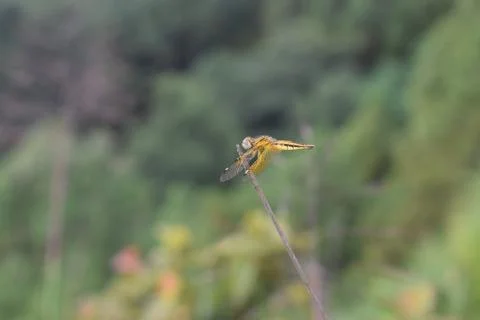 Dragonfly on a blade of grass posing macro. Фото
