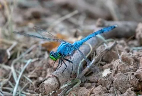 Dragonfly Blue Dasher Stock Photos