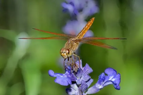 Dragonfly on blue flower Stock Photos