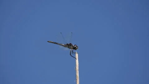 Dragonfly on a blue sky background. The dragonfly flies and sits on a straw Stock Footage 244938506