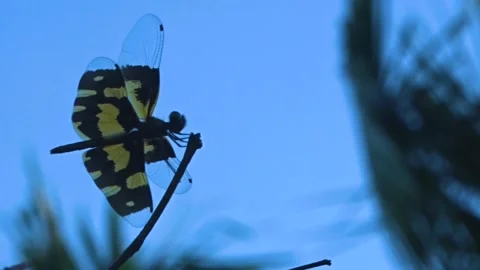 Dragonfly on a blue sky background Stock Footage 136418353