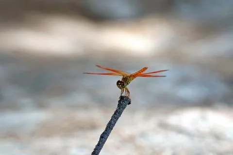 The Dragonfly in Blur Background Stock Photos