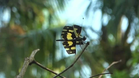 Dragonfly on a blurry green moving background Stock Footage 136418359