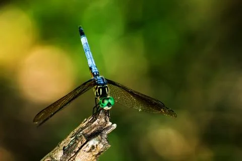 Dragonfly bokeh 库存照片