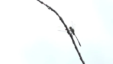 Dragonfly on the branch, 4k Stock Footage 80898448