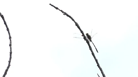 Dragonfly on the branch, 4k Stock Footage 80898974