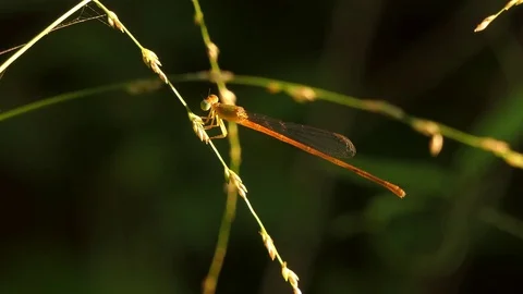 Dragonfly on the branch. 4k video Stock Footage 82636037