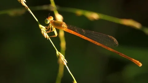 Dragonfly on the branch. 4k video Stock Footage 82636430