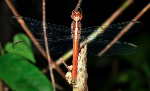 Dragonfly on a branch in Belize Stock Photos
