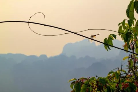 Dragonfly on a branch with cloudy background Stock Photos