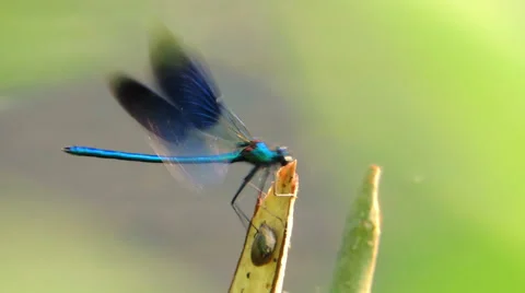 Dragonfly on a branch cut Видео 57317730