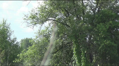 Dragonfly on a branch Stock Footage 39526665