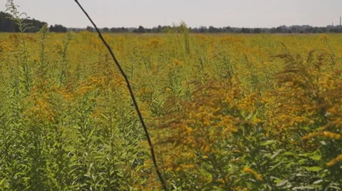 Dragonfly on branch 스톡 동영상 52998700