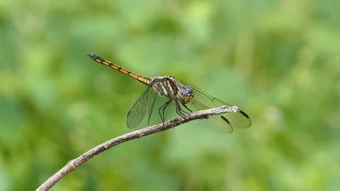 Dragonfly on branch. Stock Footage 70694054