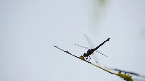 Dragonfly on a Branch Stock Footage 75022524