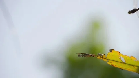 Dragonfly on a Branch Stock Footage 75022530