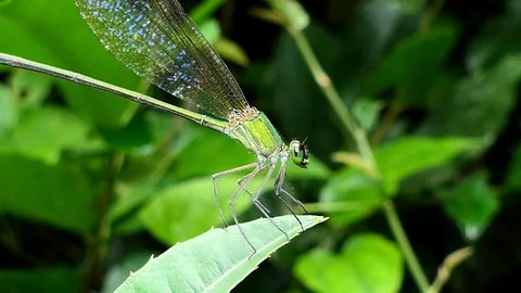 Dragonfly on branch. Video stock 76700329