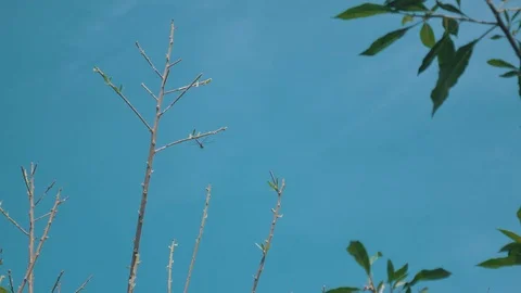 Dragonfly on the branch Stock Footage 77256057