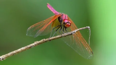 Dragonfly on branch. Stock Footage 78761200
