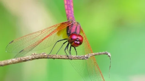 Dragonfly on branch. Stock-Footage 78761459