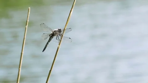 Dragonfly on a Branch Video stock 79186851
