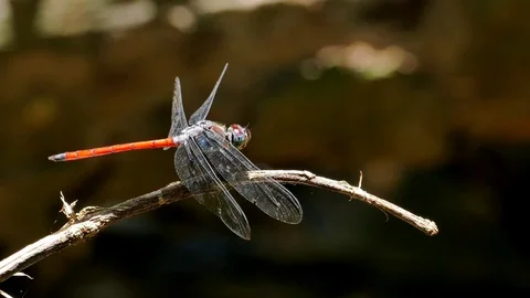 Dragonfly on branch Stock Footage 83954257