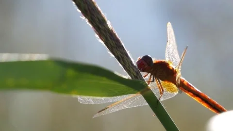 Dragonfly on a branch. Video stock 84021116