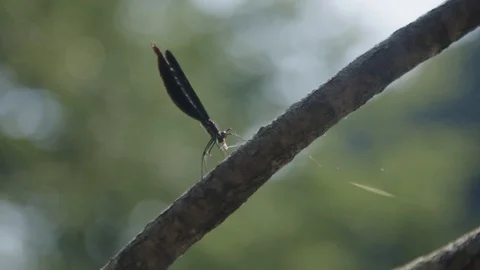 Dragonfly on branch 스톡 동영상 90039275