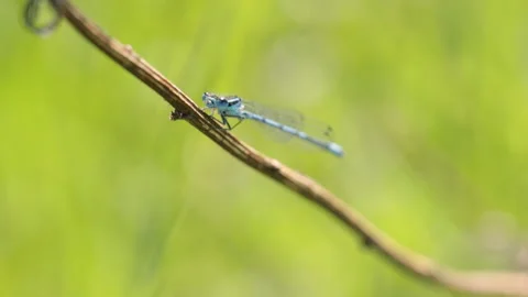 Dragonfly on a branch Video stock 90375243