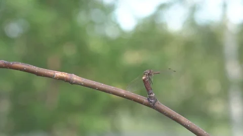 Dragonfly on a branch 库存影片 93749181