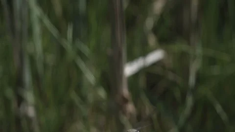 Dragonfly on a branch Stock-Footage 110798373