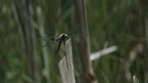 Dragonfly on a branch Stock Footage 110798374