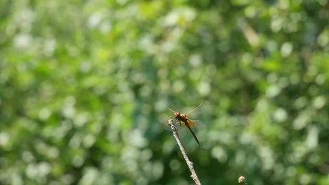 Dragonfly on a branch. Video stock 117048317